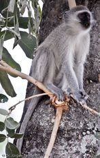 Grüne Meerkatzen (6 von 67).jpg